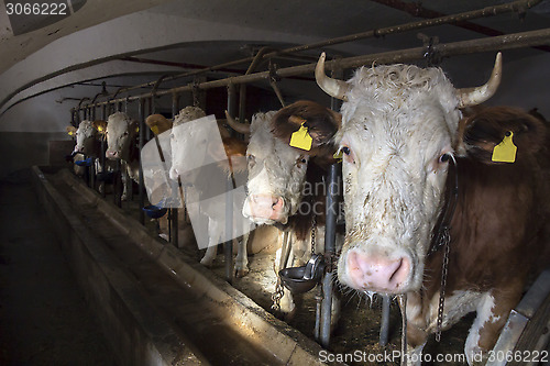 Image of Cow in a stable