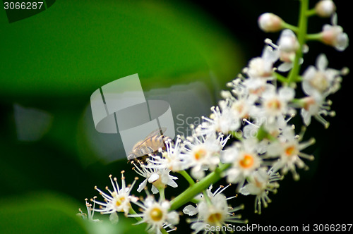 Image of bee on flowers