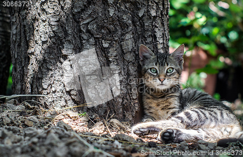 Image of beautiful cat sitting near a tree trunk
