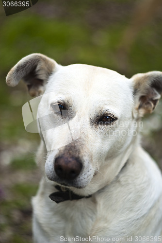 Image of white dog outdoor