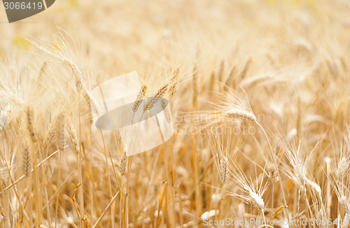 Image of Wheat and ear of wheat