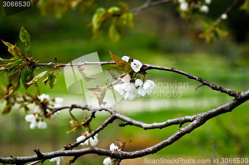 Image of flower spring blossoms