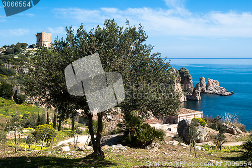 Image of olive tree and stacks of Scopello