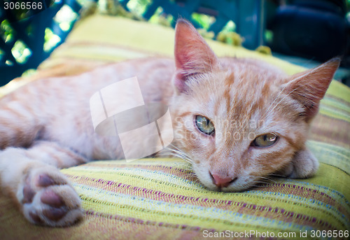 Image of beautiful cat relaxing on pillow