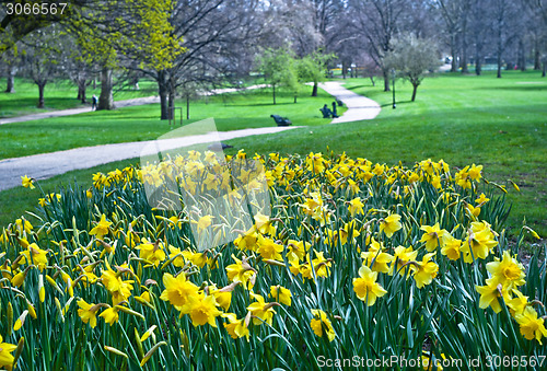 Image of Blooming daffodils in St Green Park in London 