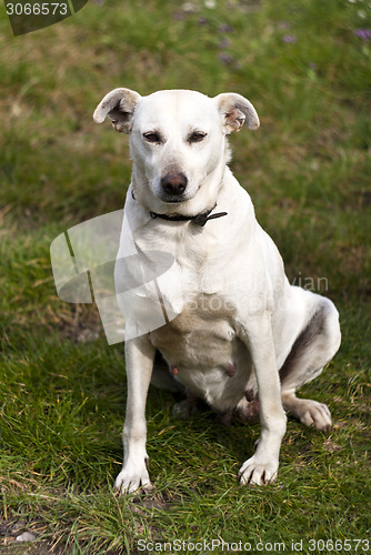 Image of white dog outdoor