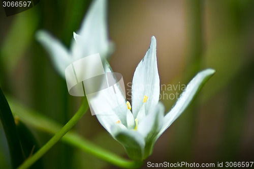 Image of easter lily