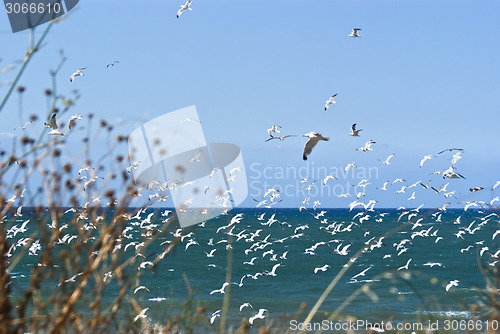 Image of seagulls over sea 