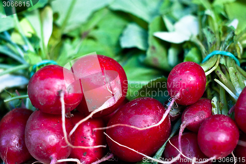Image of Bunch of fresh radish
