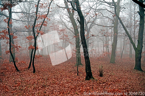 Image of Autumn Forest