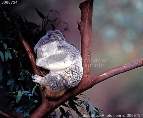 Image of Koala