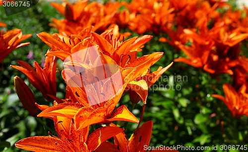 Image of orange lily flower
