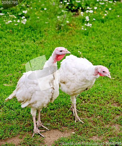 Image of Turkey white on grass background