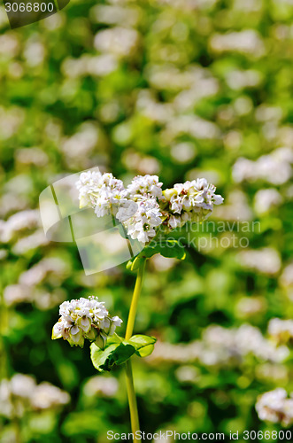 Image of Buckwheat blooming on the field