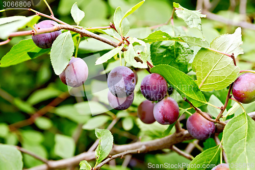 Image of Plums purple on branch with leaves
