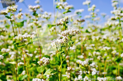 Image of Buckwheat blooming sky