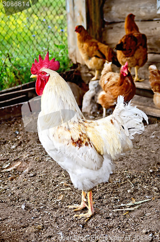 Image of Cock white in the henhouse
