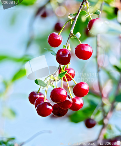 Image of Cherries red on branch with sky