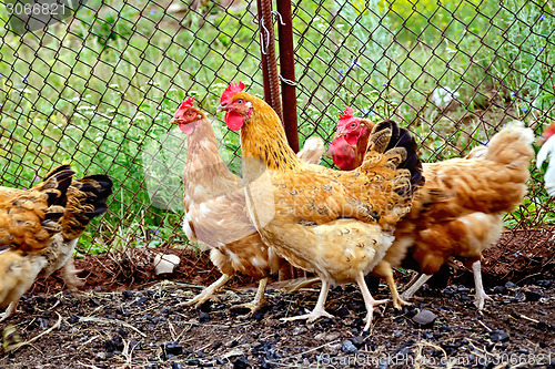 Image of Brown chicken in pen with mesh