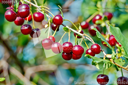 Image of Cherries red on branch and sky