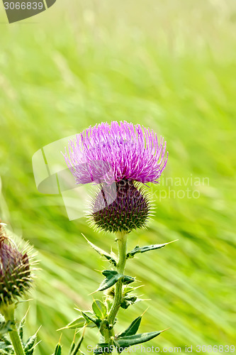 Image of Thistle blooming on meadow