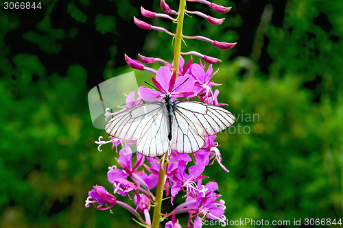 Image of Butterfly white on fireweed