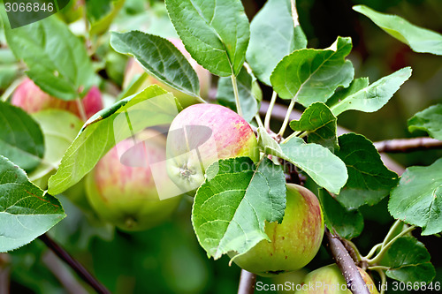 Image of Apples red and green on branch