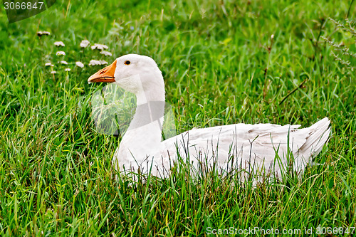 Image of Goose white in grass