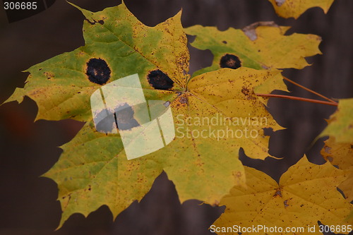 Image of maple leaf with spots