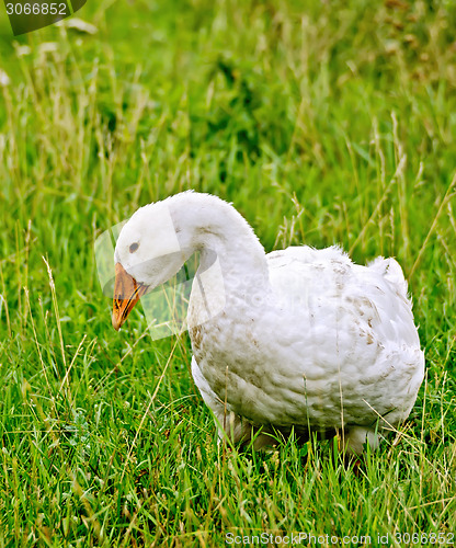 Image of Goose white on grass
