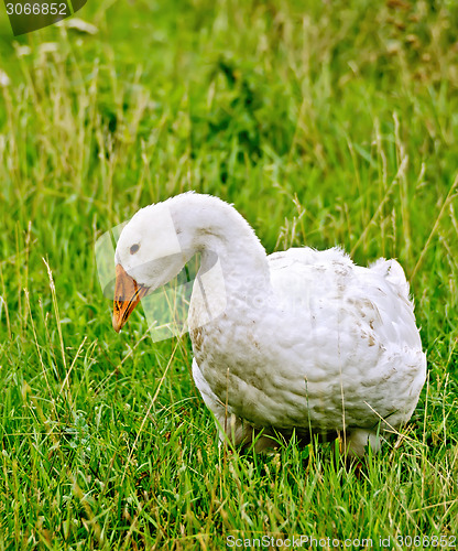 Image of Goose white on grass