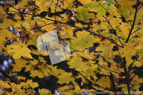 Image of autumn roof of maple leaves