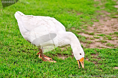 Image of Goose white nips green grass