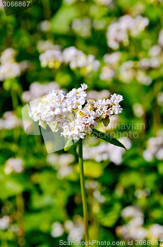 Image of Buckwheat blossoms with green leaf