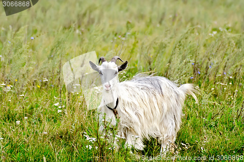 Image of Goat white in the grass