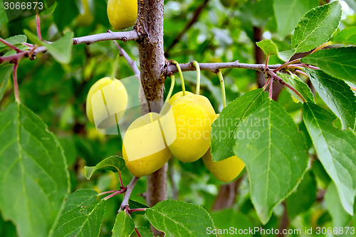 Image of Plums yellow on branch with green leaves