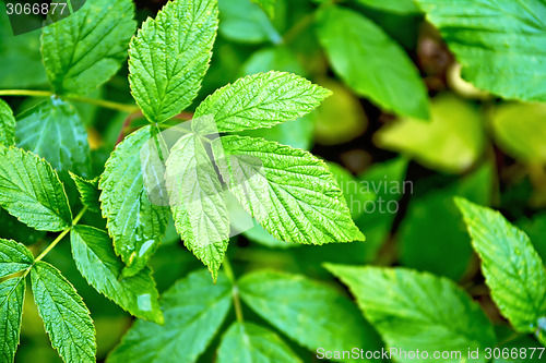 Image of Raspberry leaves green