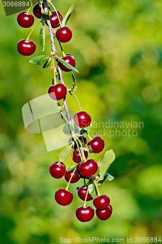 Image of Cherries red on branch