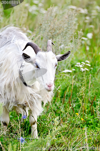 Image of Goat white on grass