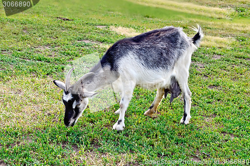 Image of Goat gray on the grass