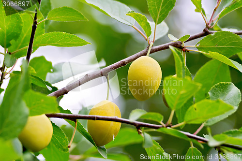 Image of Plums yellow on branch