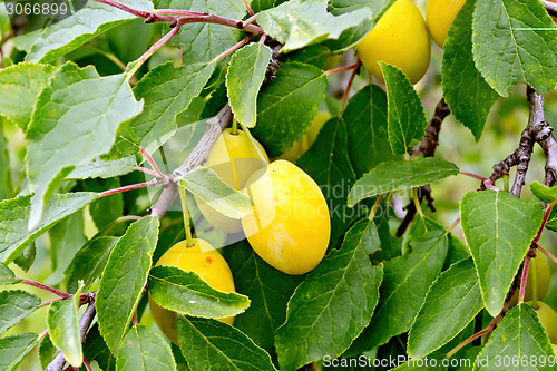 Image of Plums yellow on branch with leaves