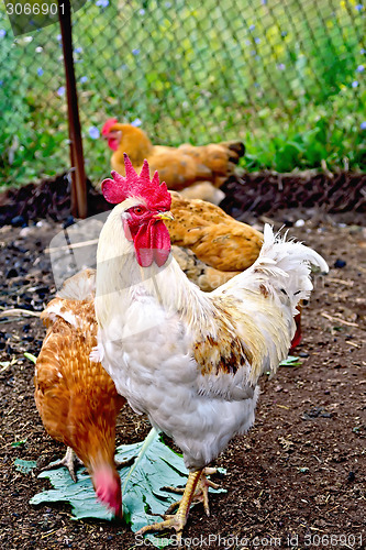Image of Cock white with chicken