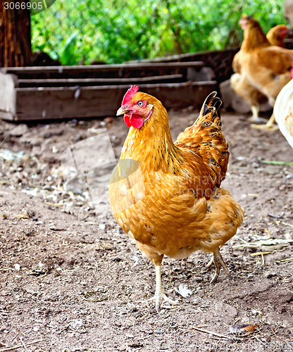 Image of Brown chicken on the ground