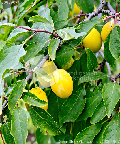 Image of Plums yellow on tree branch with leaves