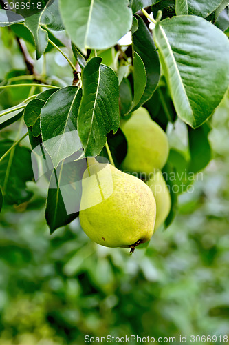 Image of Pears yellow on branch