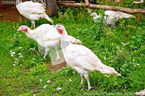 Image of Turkey white in grass