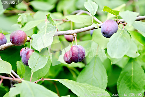 Image of Plums purple on branch with green leaves