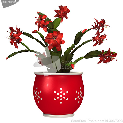 Image of Christmas Cactus