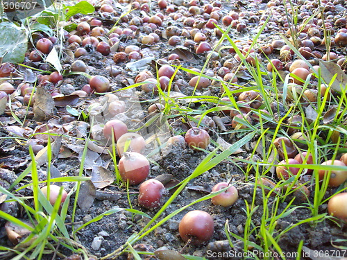 Image of fruits on the ground